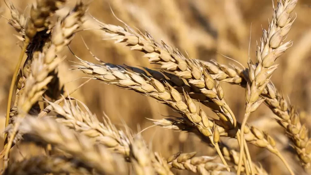 Wheat procurement in Punjab starts today