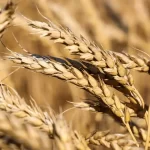 Wheat procurement in Punjab starts today