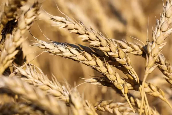 Wheat procurement in Punjab starts today